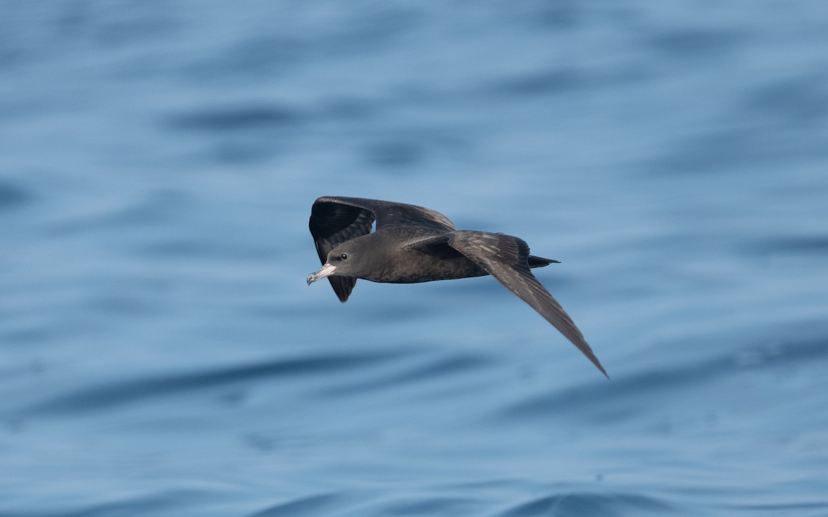 Flesh-footed Shearwater - ML611872318