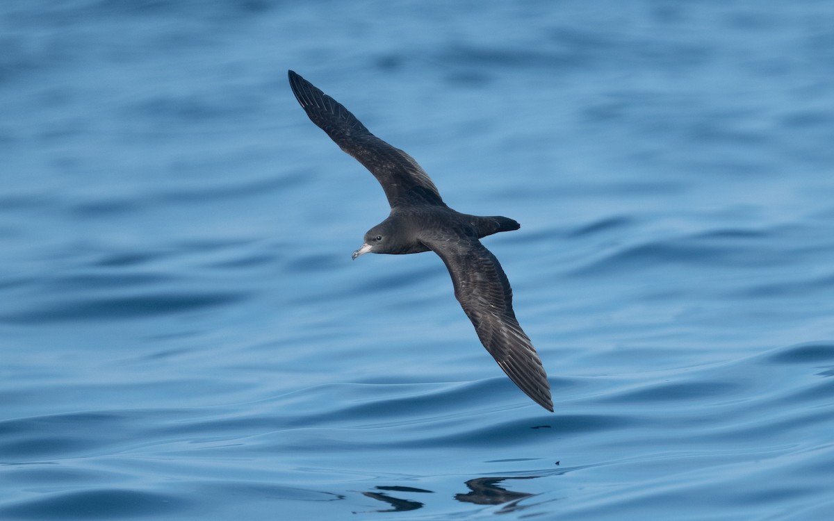 Flesh-footed Shearwater - ML611872342