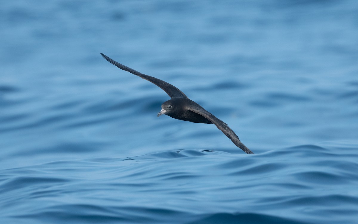 Flesh-footed Shearwater - ML611872357