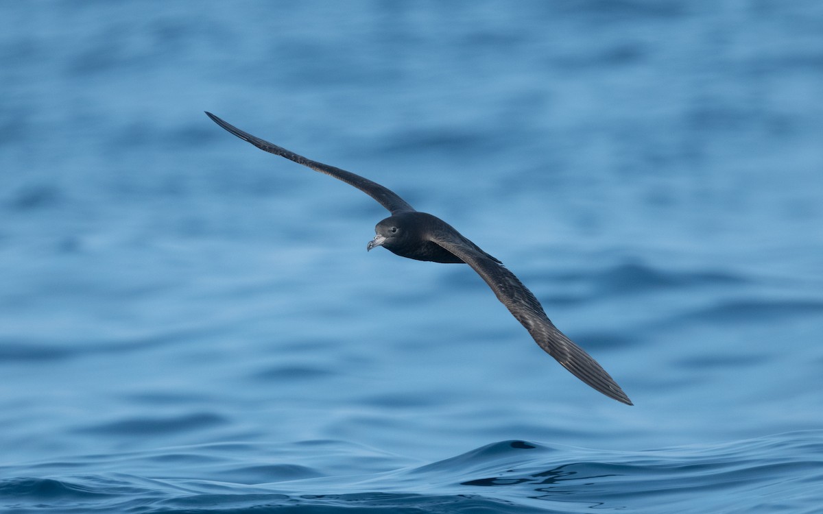 Flesh-footed Shearwater - ML611872364