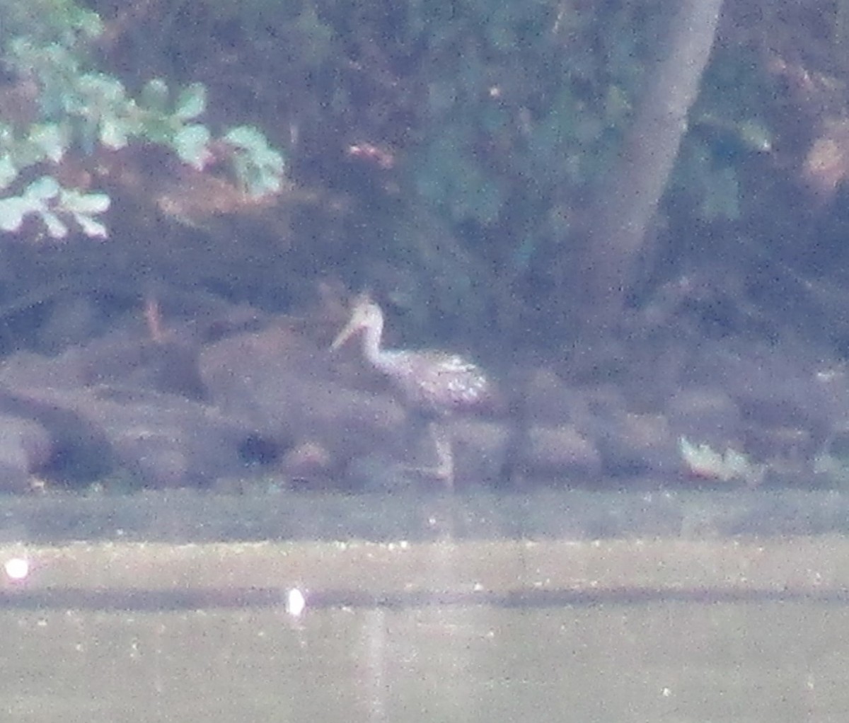 Limpkin - ML611872373