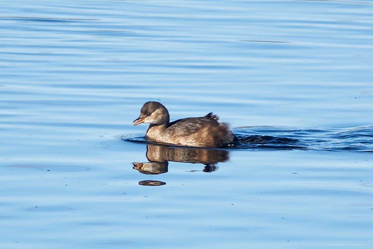 Little Grebe - Luis Manso