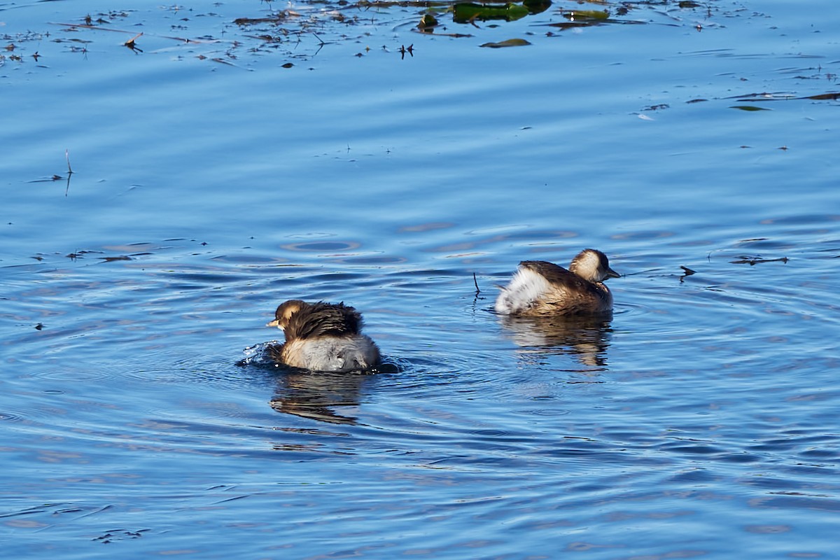 Little Grebe - Luis Manso