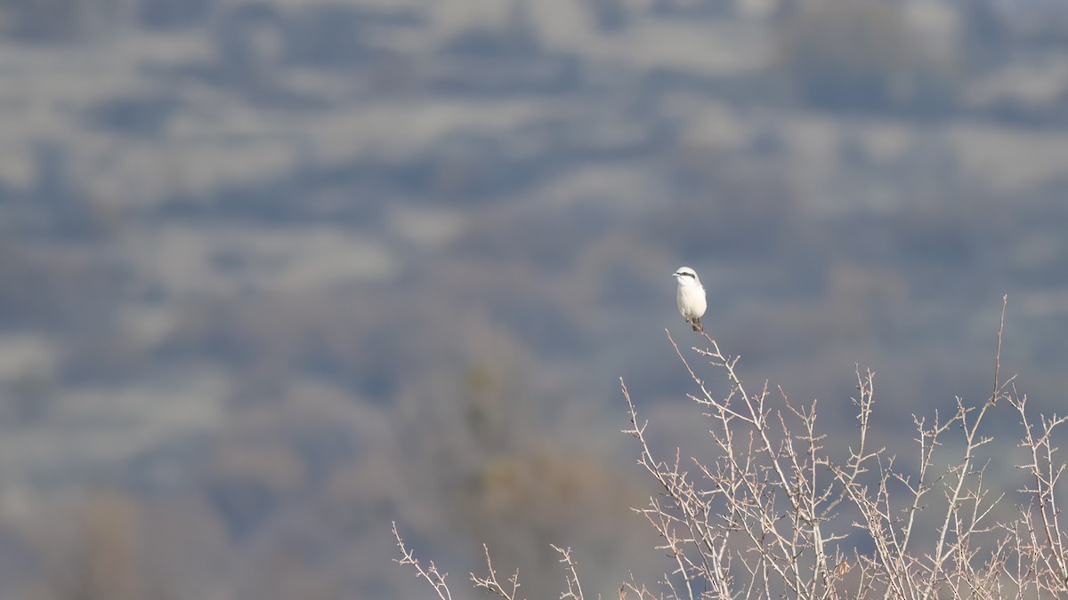 Great Gray Shrike - ML611872406