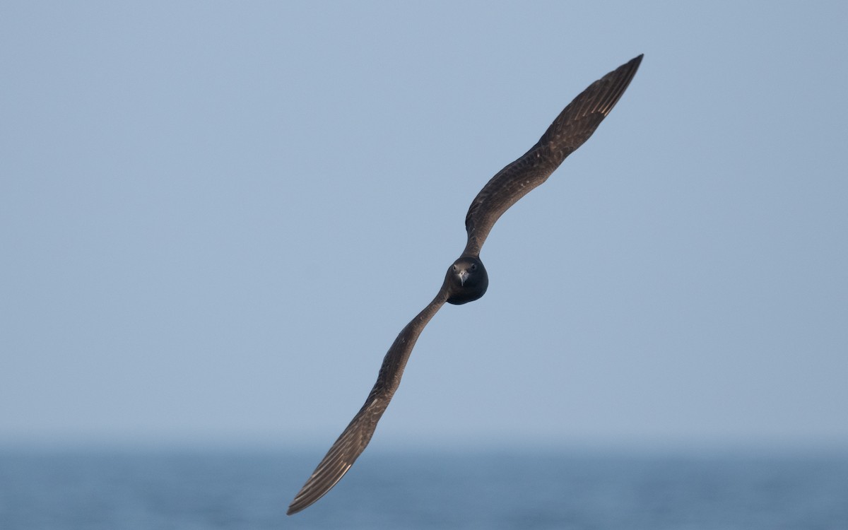 Flesh-footed Shearwater - ML611872417