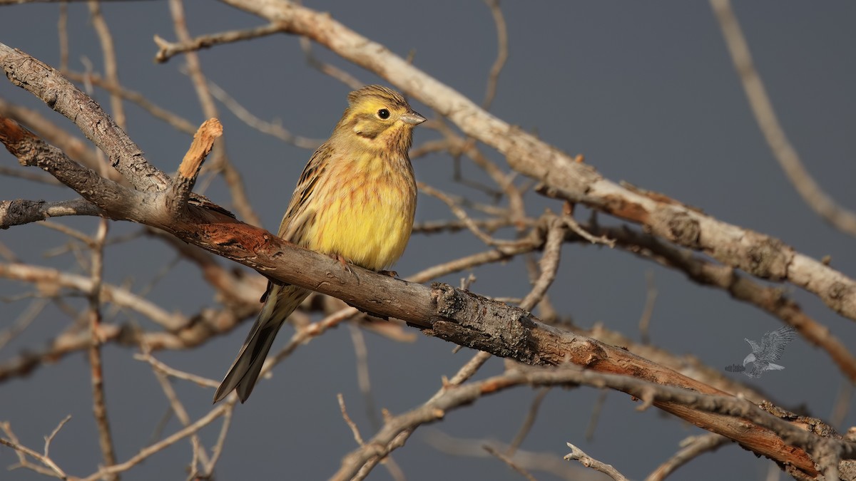 Yellowhammer - ML611872442