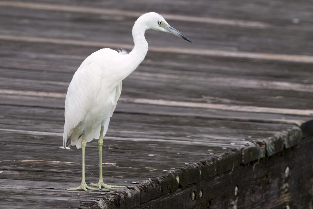 Little Blue Heron - ML611872467