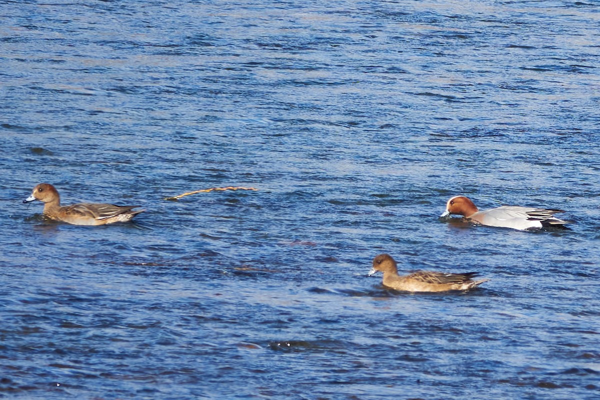 Eurasian Wigeon - Luis Manso