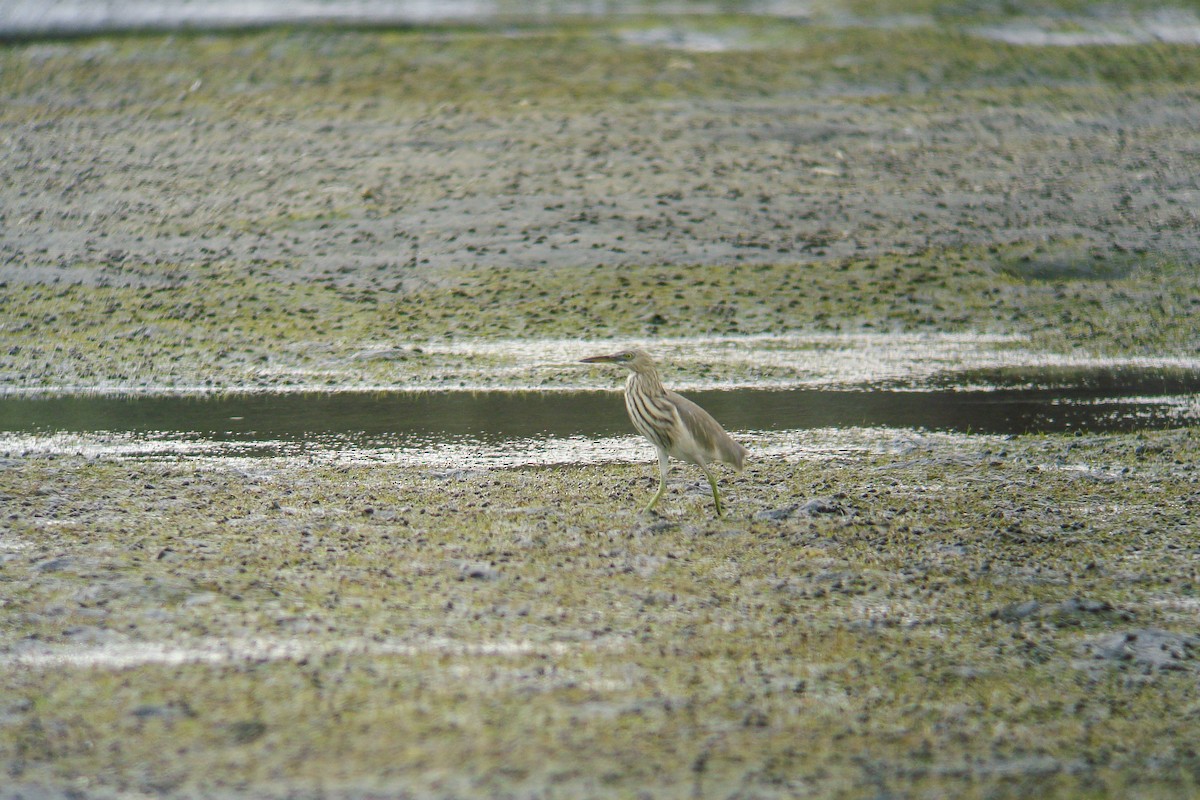 Indian Pond-Heron - ML611872533