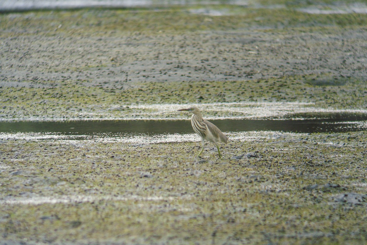 Indian Pond-Heron - ML611872533