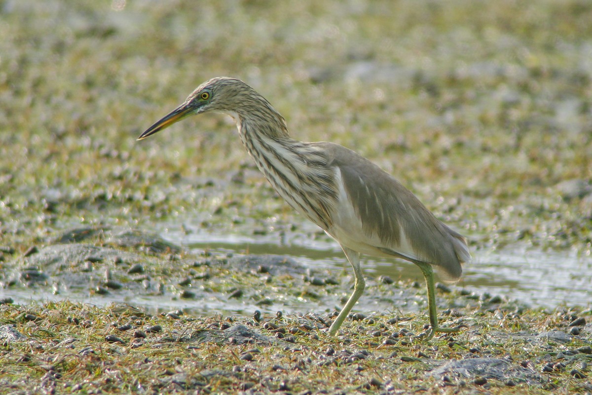 Indian Pond-Heron - ML611872534