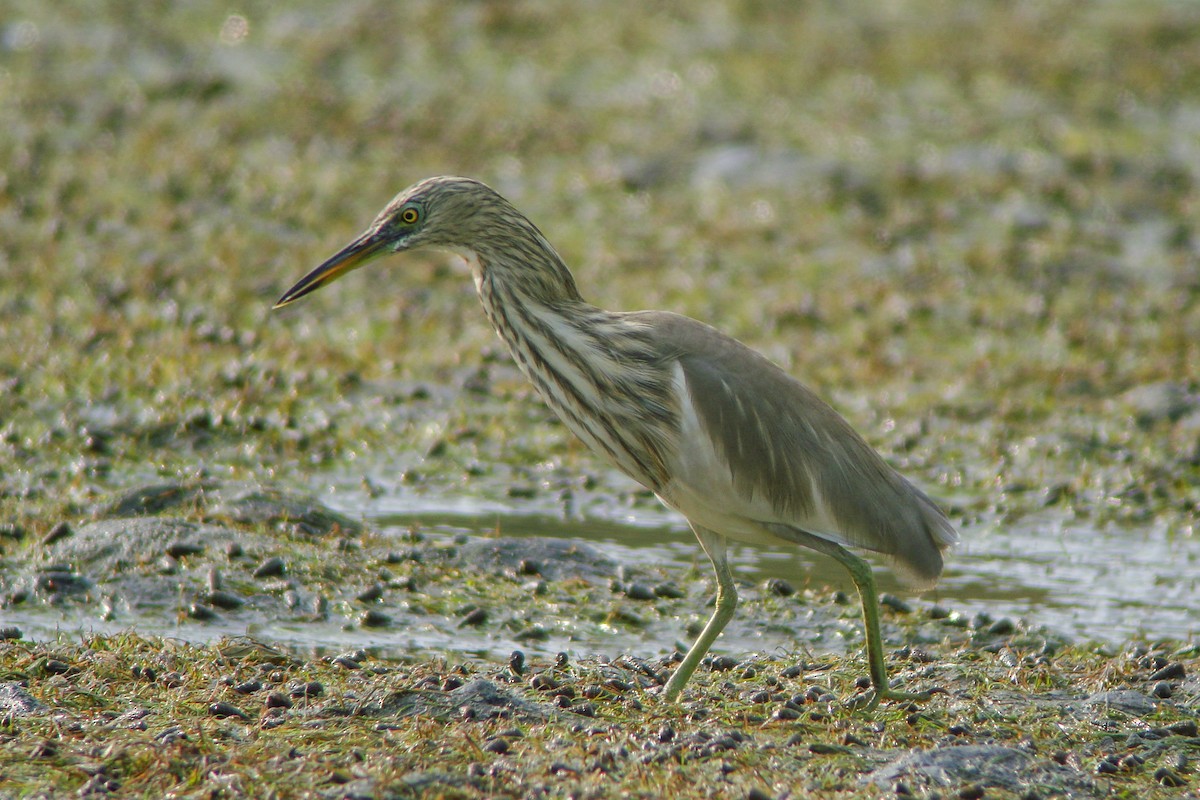 Indian Pond-Heron - Tommy Pedersen