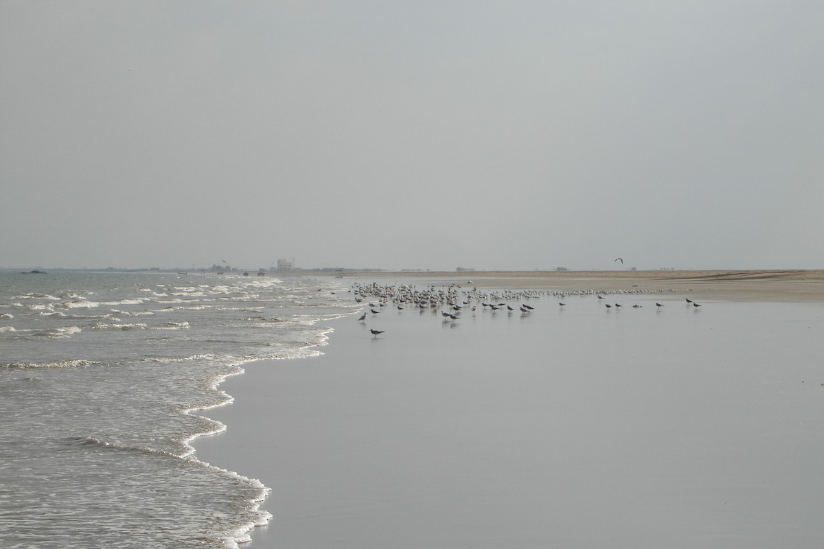 goéland sp. (Larus sp.) - ML611872540