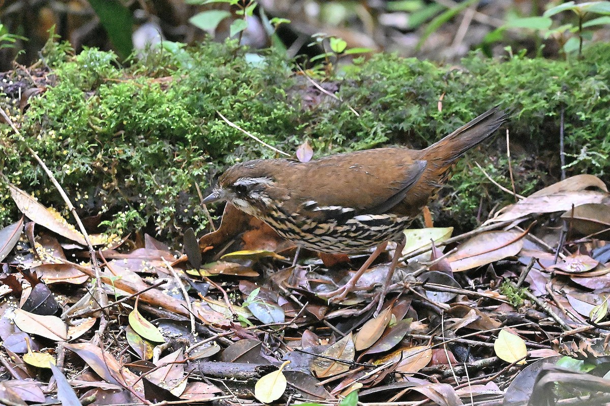 Rufous-tailed Antthrush - ML611872543