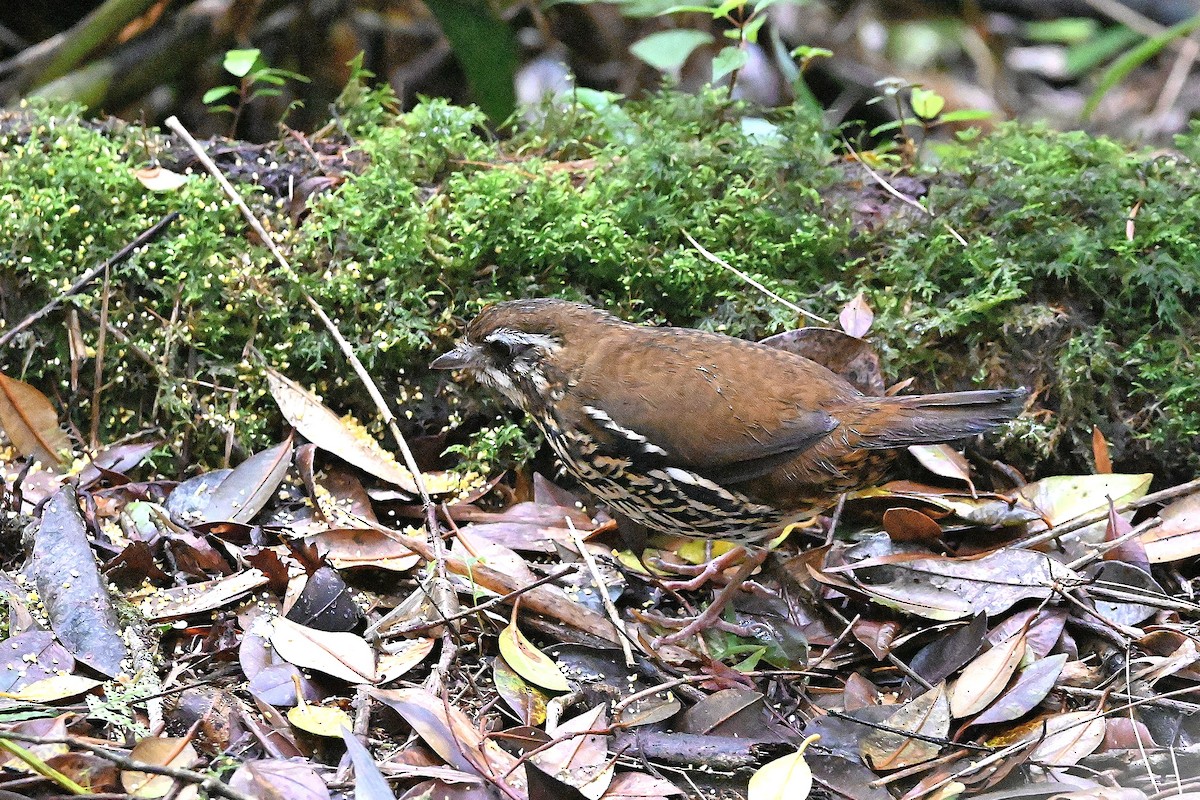 Rufous-tailed Antthrush - ML611872552