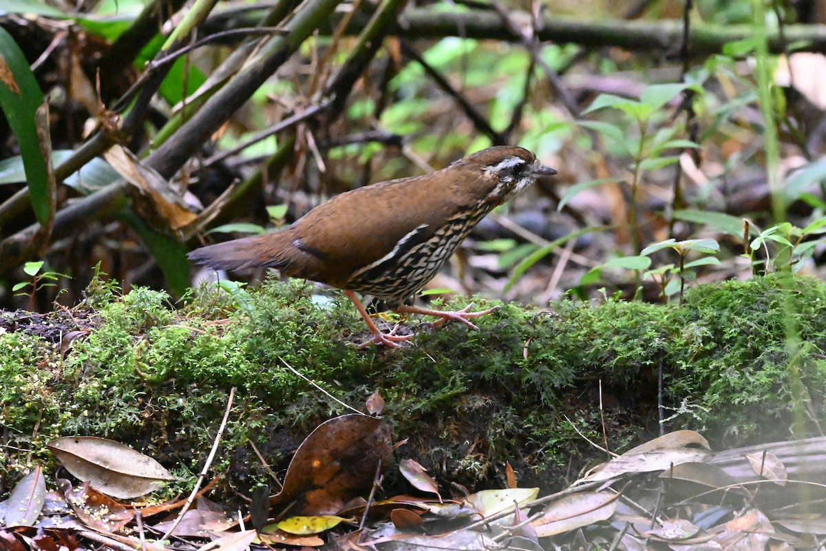 Rufous-tailed Antthrush - ML611872622