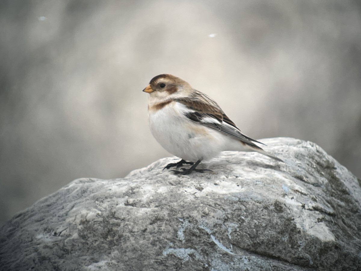 Snow Bunting - ML611872627