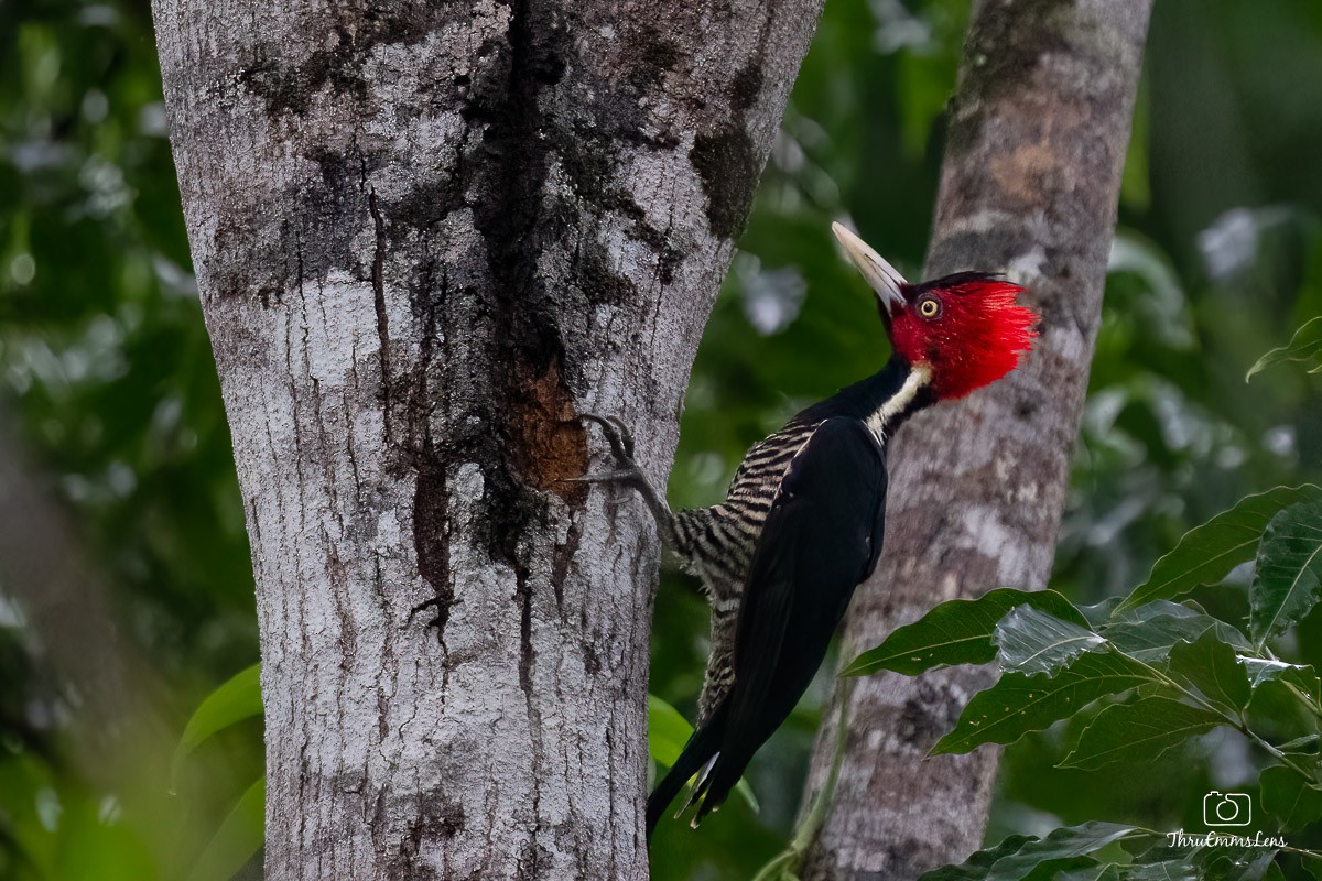 Pale-billed Woodpecker - Menashe Lichtenstein