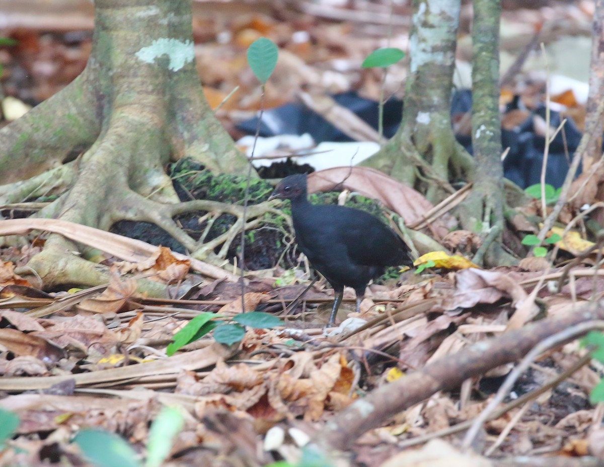 Dusky Megapode - ML611872692