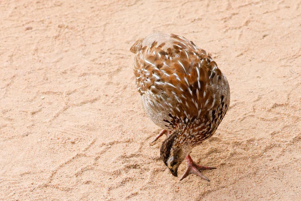 Crested Francolin (Crested) - Audrey Whitlock
