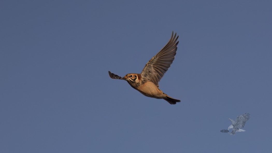 Lapland Longspur - ML611872887