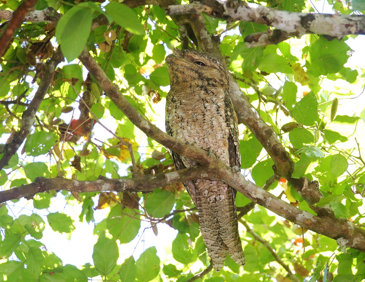 Papuan Frogmouth - ML611872889