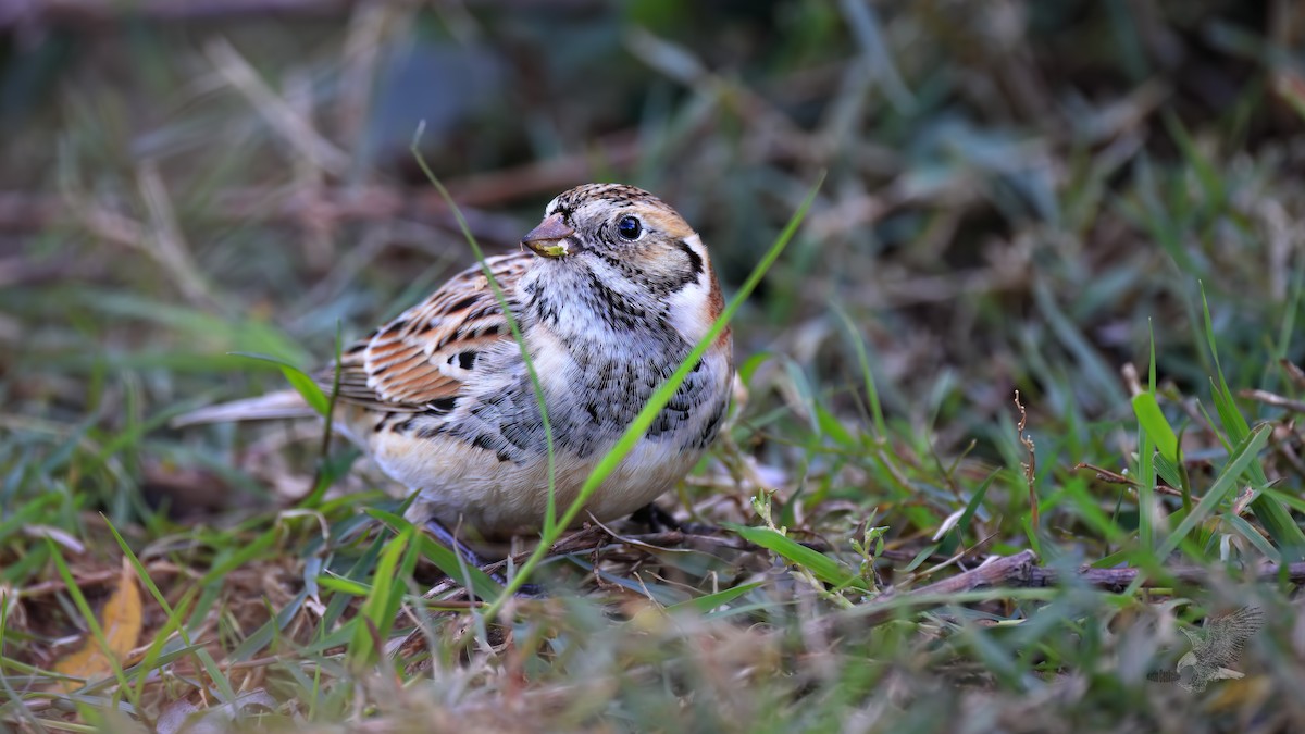 Lapland Longspur - ML611872898