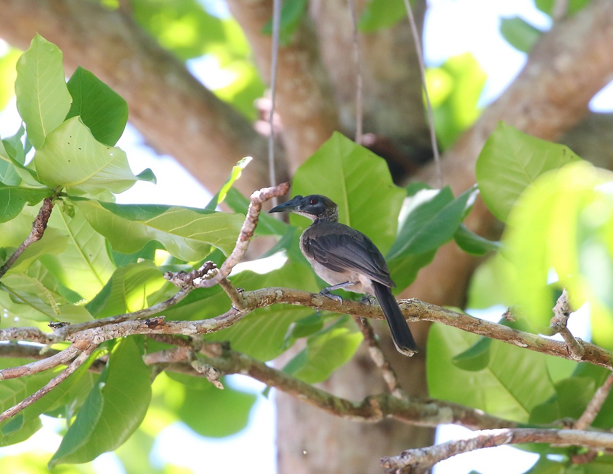 Helmeted Friarbird - ML611872902