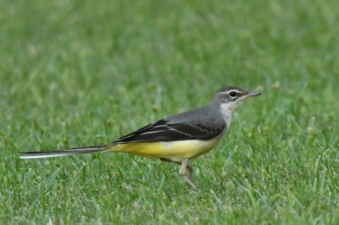 Gray Wagtail - Khalifa Al Dhaheri