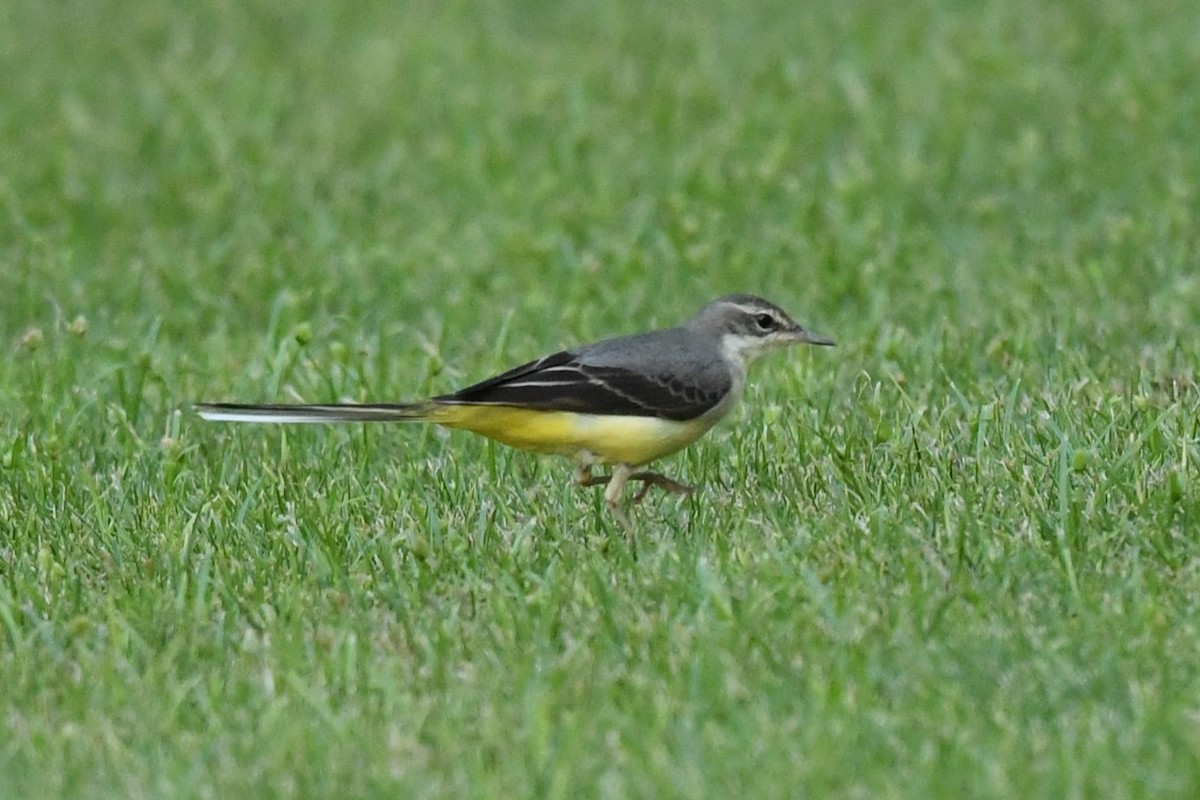 Gray Wagtail - ML611873171