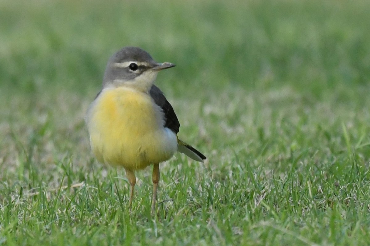 Gray Wagtail - ML611873172