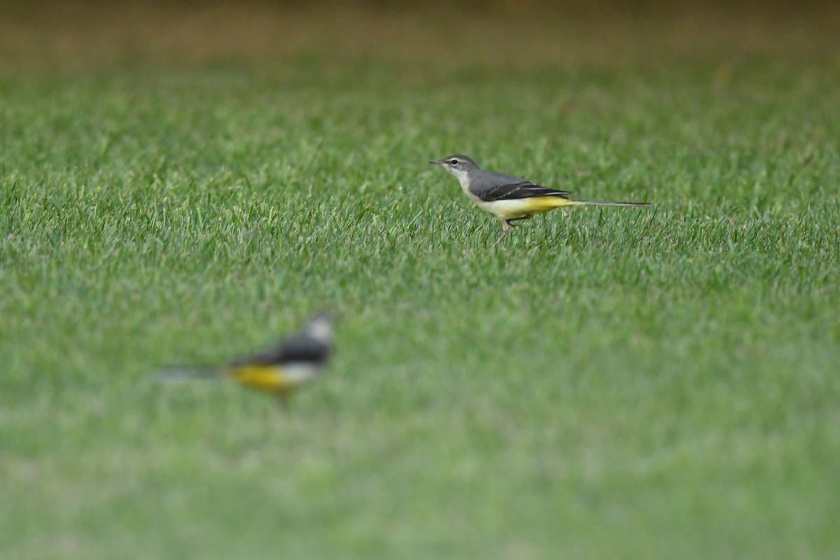 Gray Wagtail - ML611873173