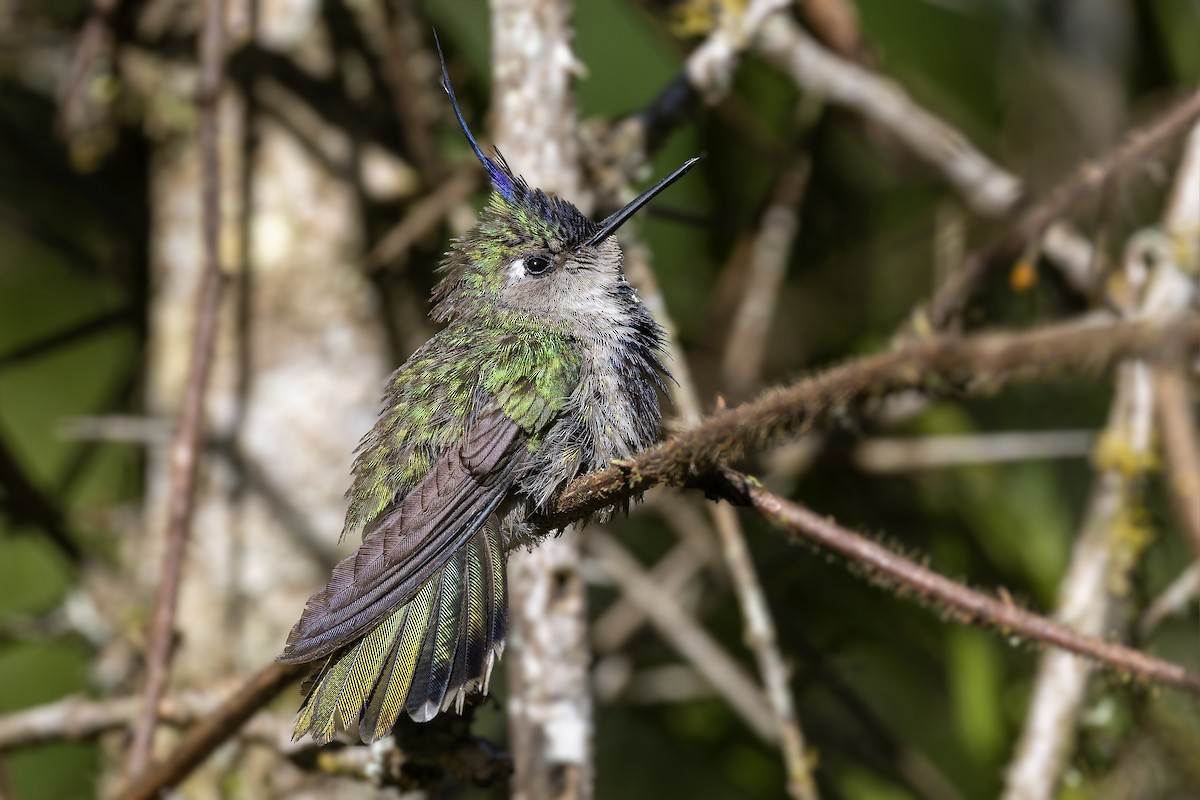 Purple-crowned Plovercrest - ML611873175