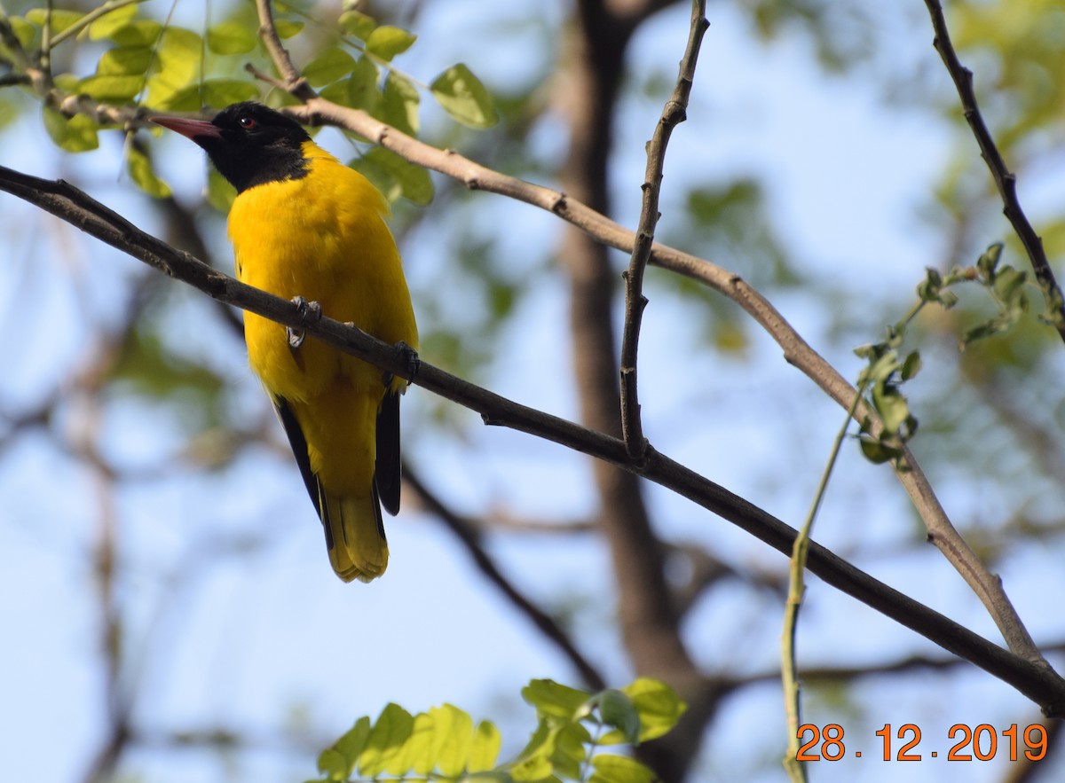 Black-hooded Oriole - ML611873184