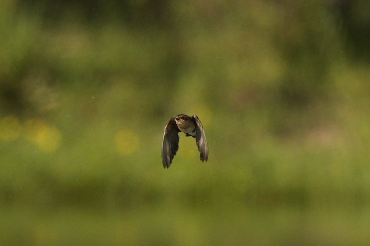 Golondrina Cabecicastaña - ML611873203