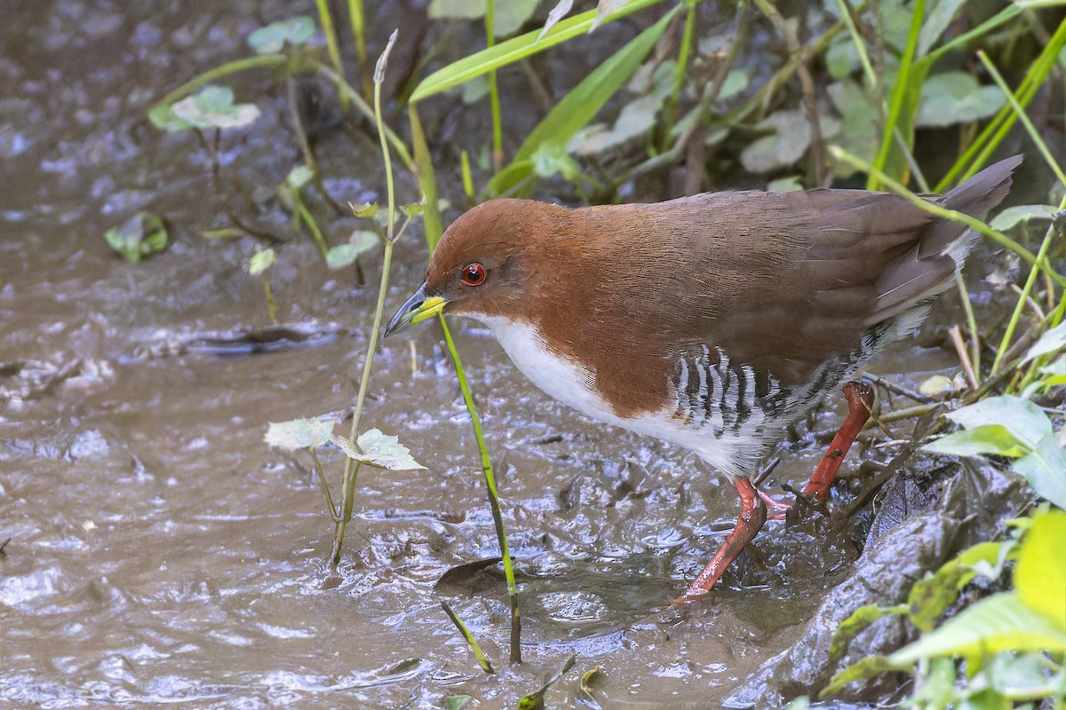 Red-and-white Crake - ML611873225