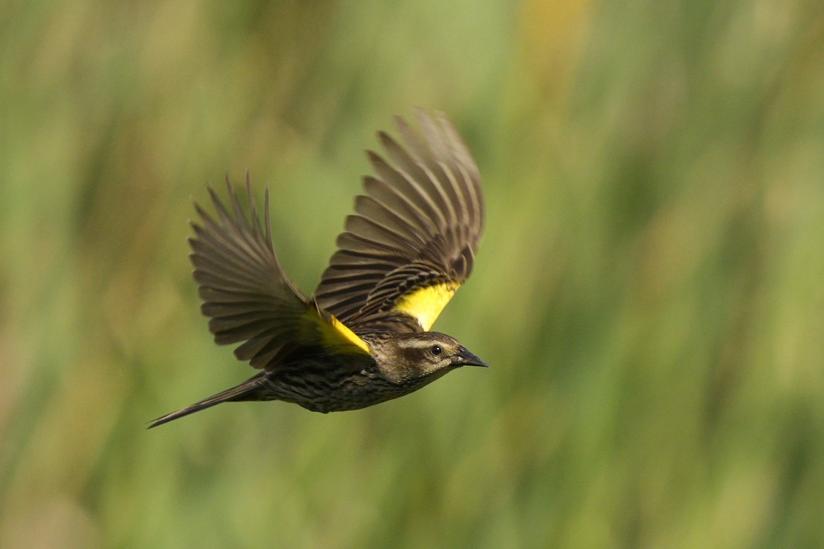 Yellow-winged Blackbird - ML611873234