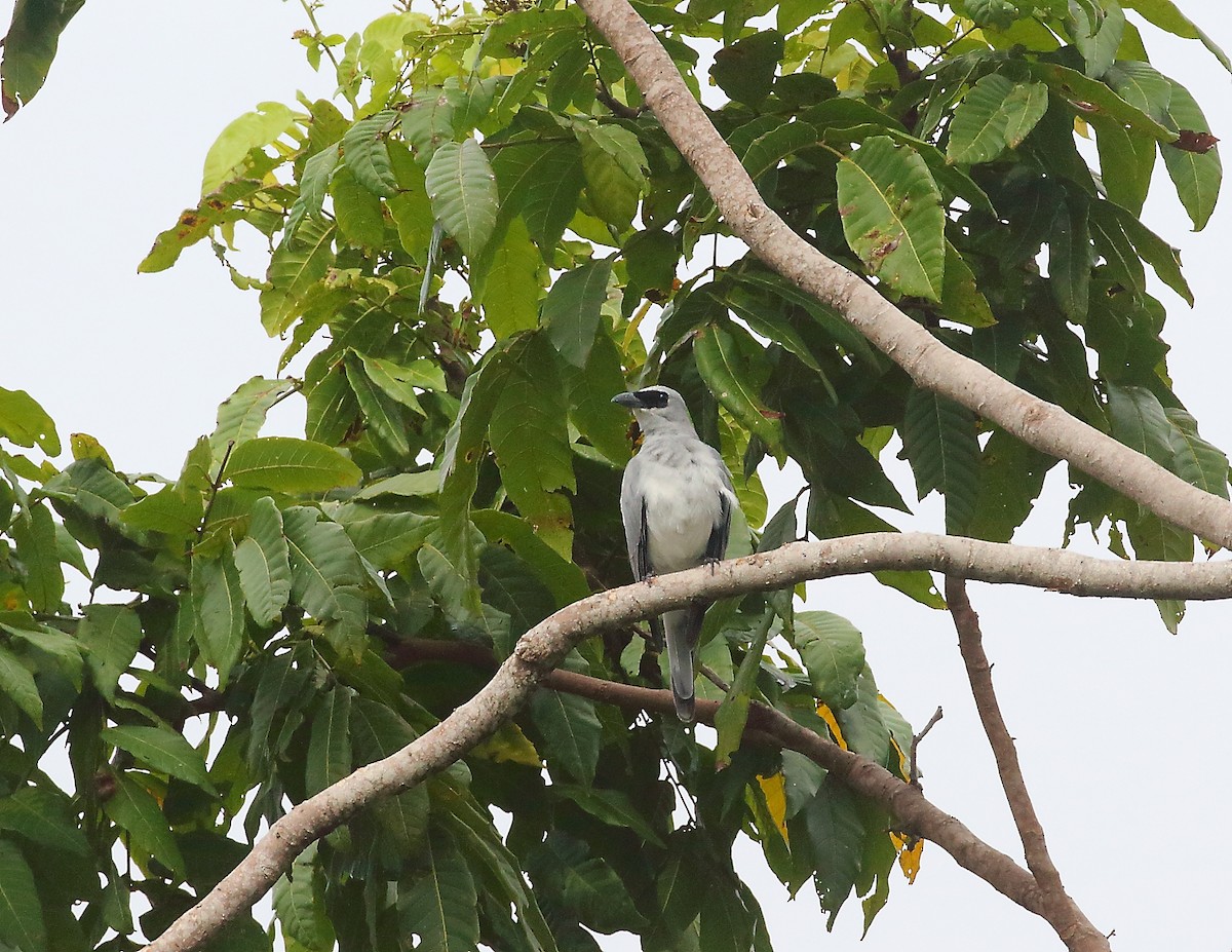 White-bellied Cuckooshrike - Keith Valentine