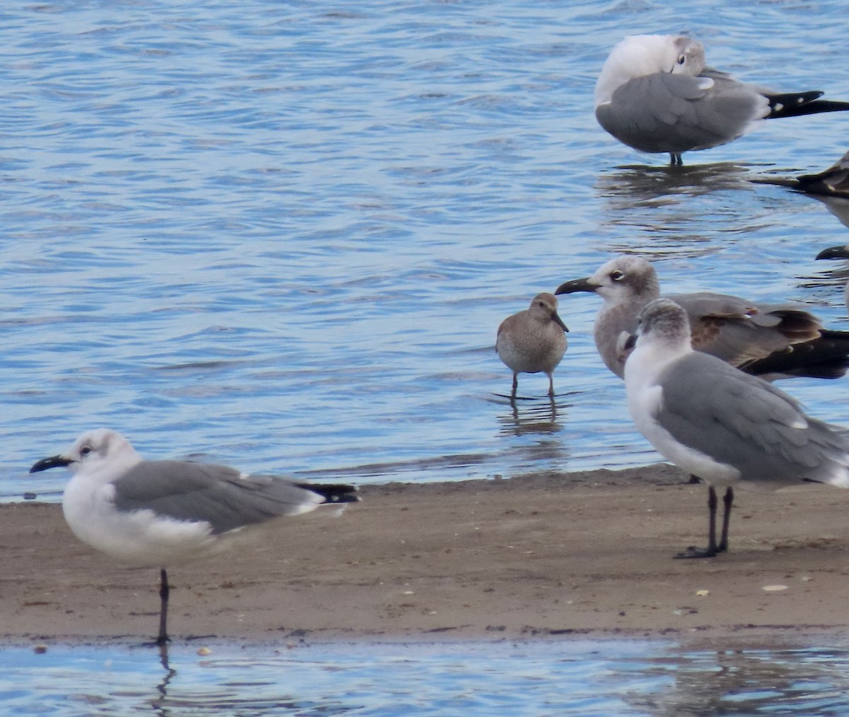 Red Knot - ML611873284