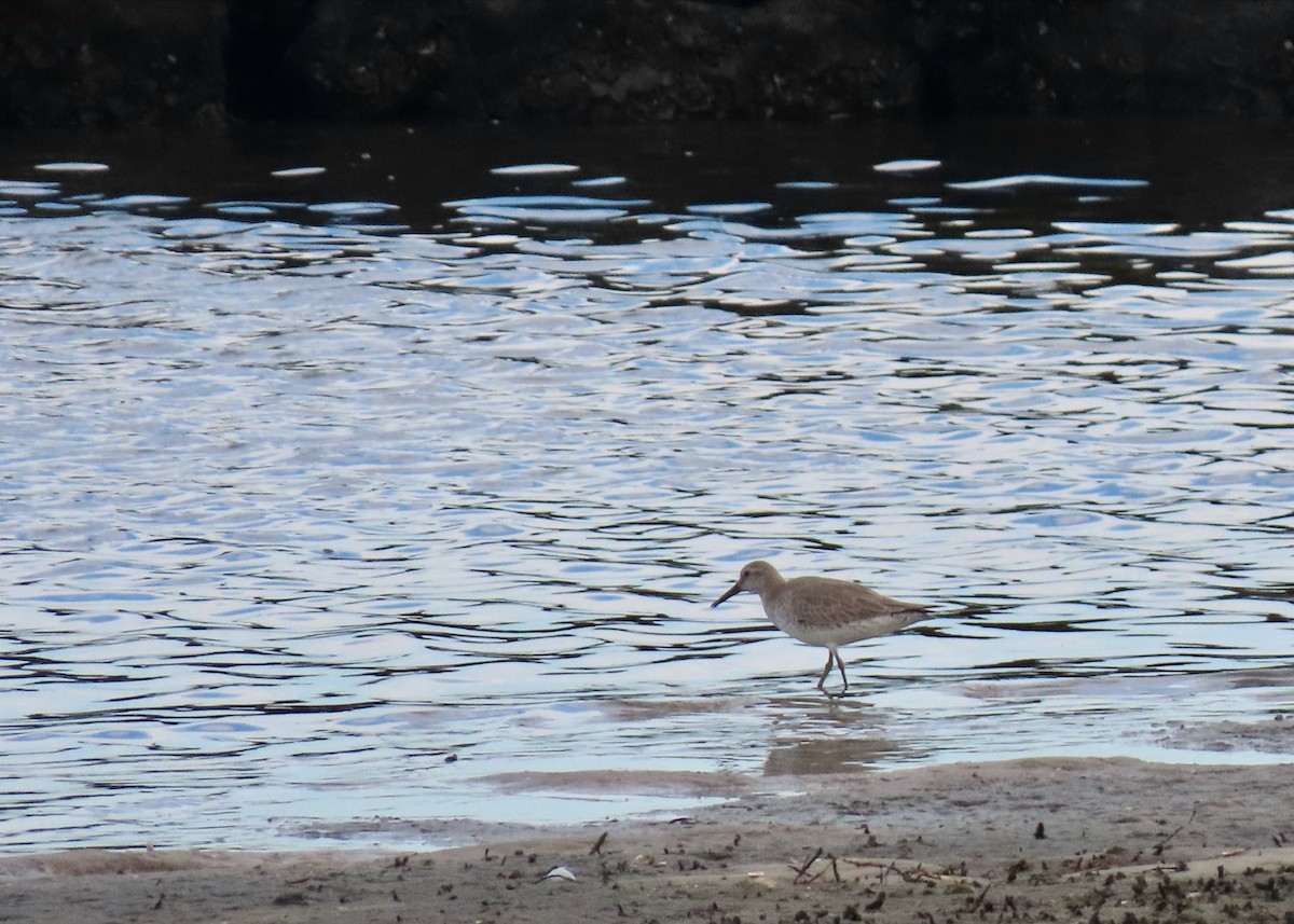 Red Knot - ML611873286