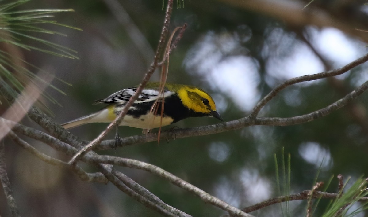 Black-throated Green Warbler - ML611873398