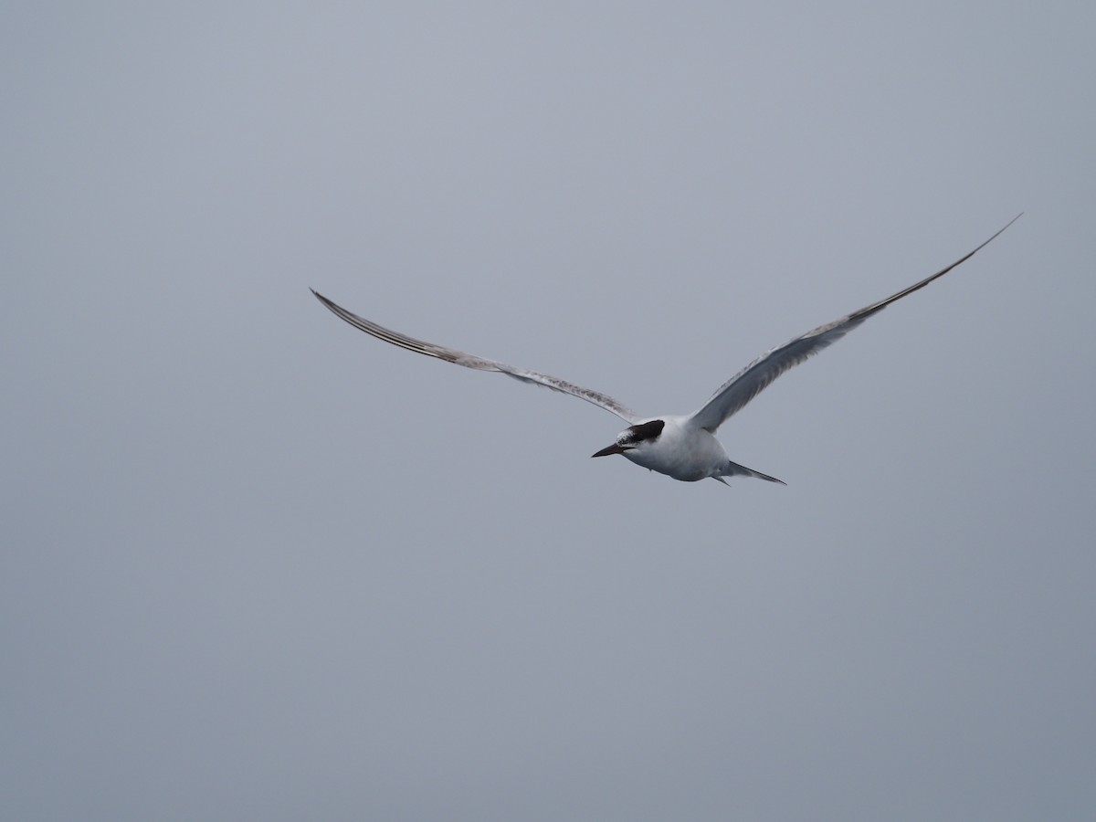 Common Tern - Fran Alvarez Gonzalez