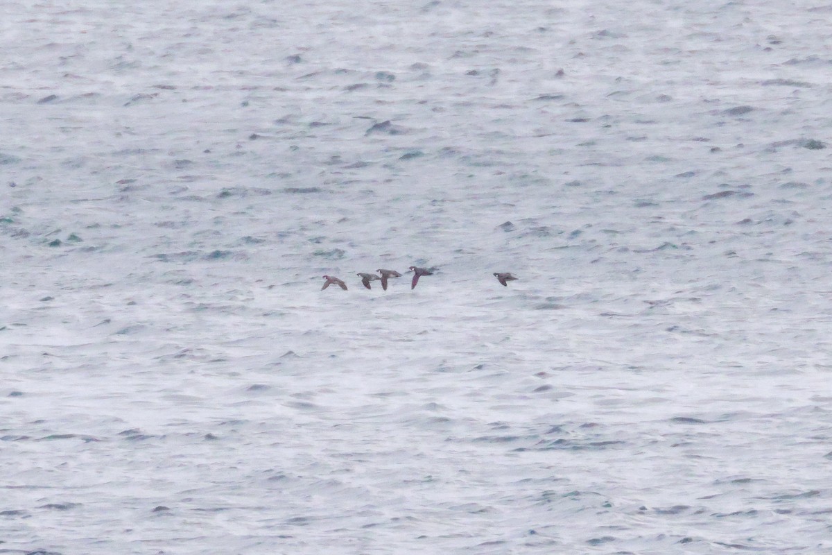 Guillemot à cou blanc - ML611873428