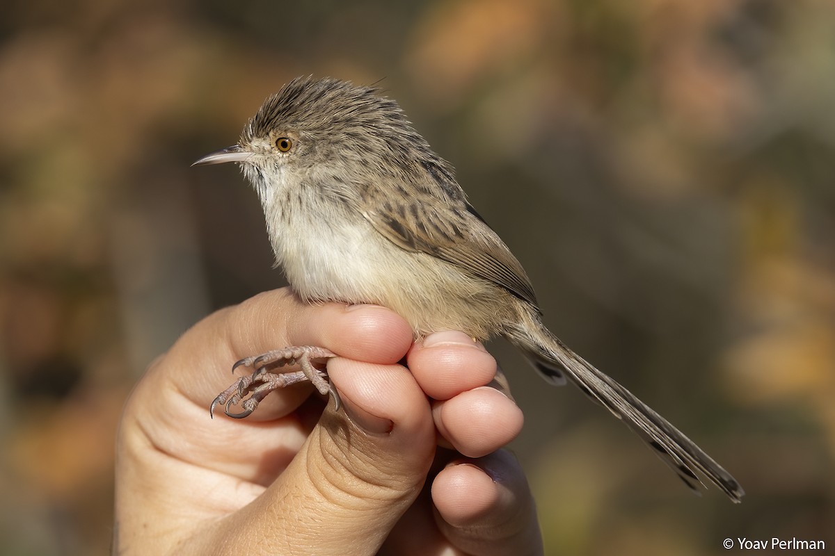 Graceful Prinia - ML611873452