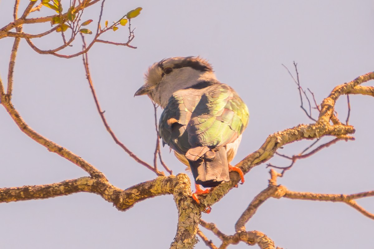 Cuckoo-roller - ML611873460