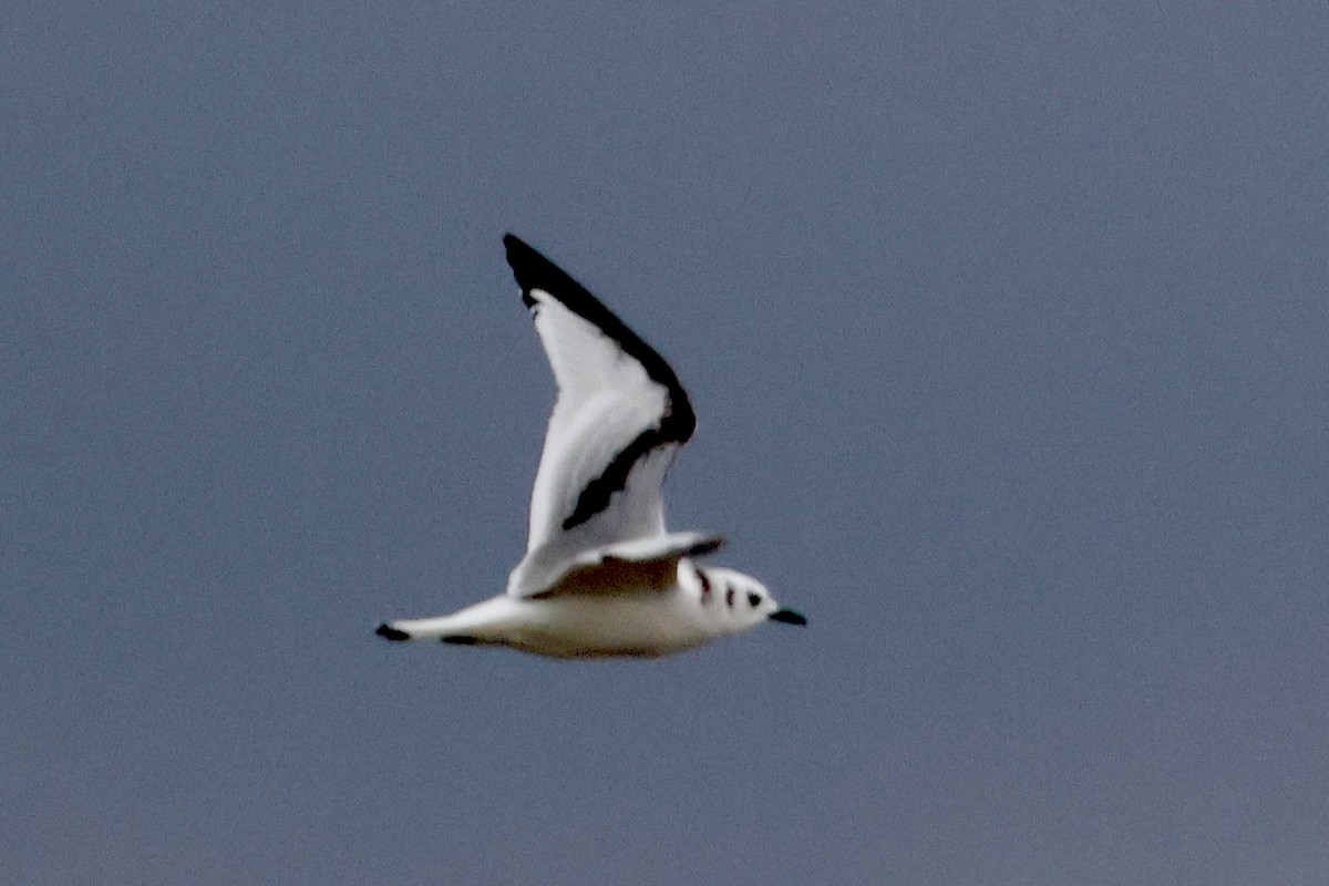 Black-legged Kittiwake - Jim Smallwood