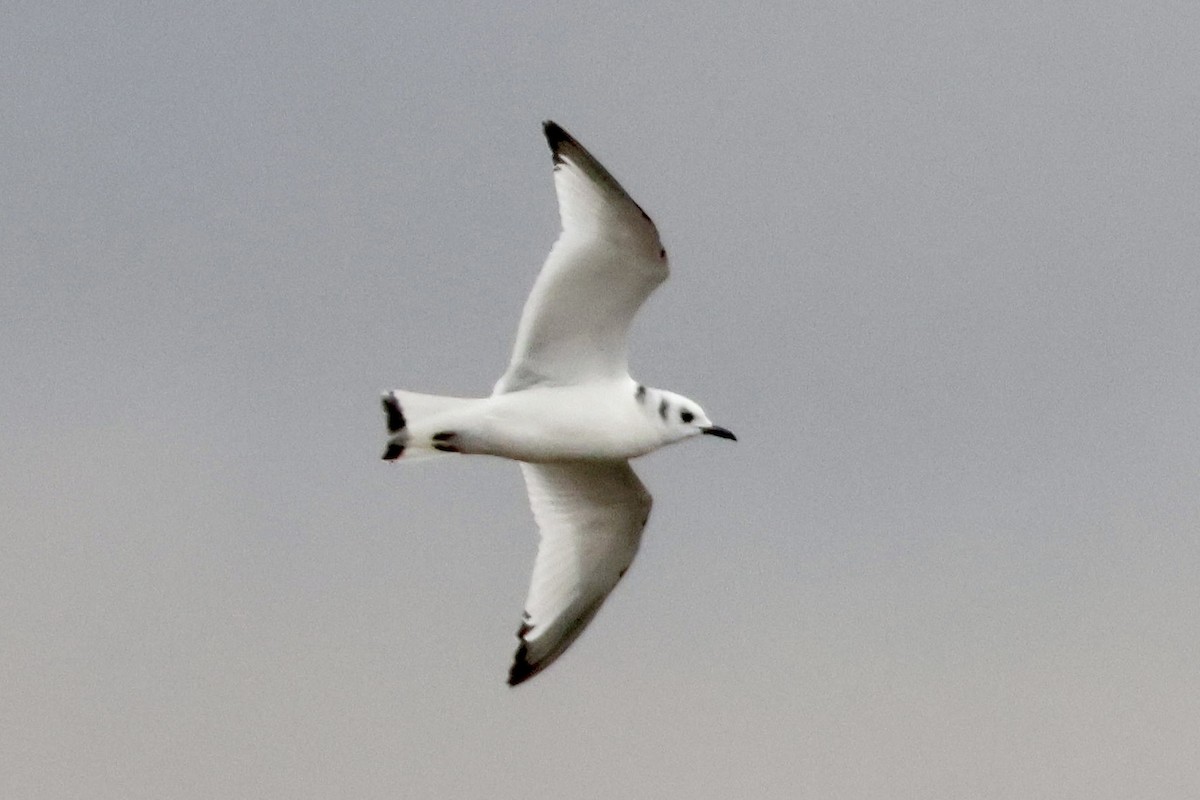 Black-legged Kittiwake - Jim Smallwood