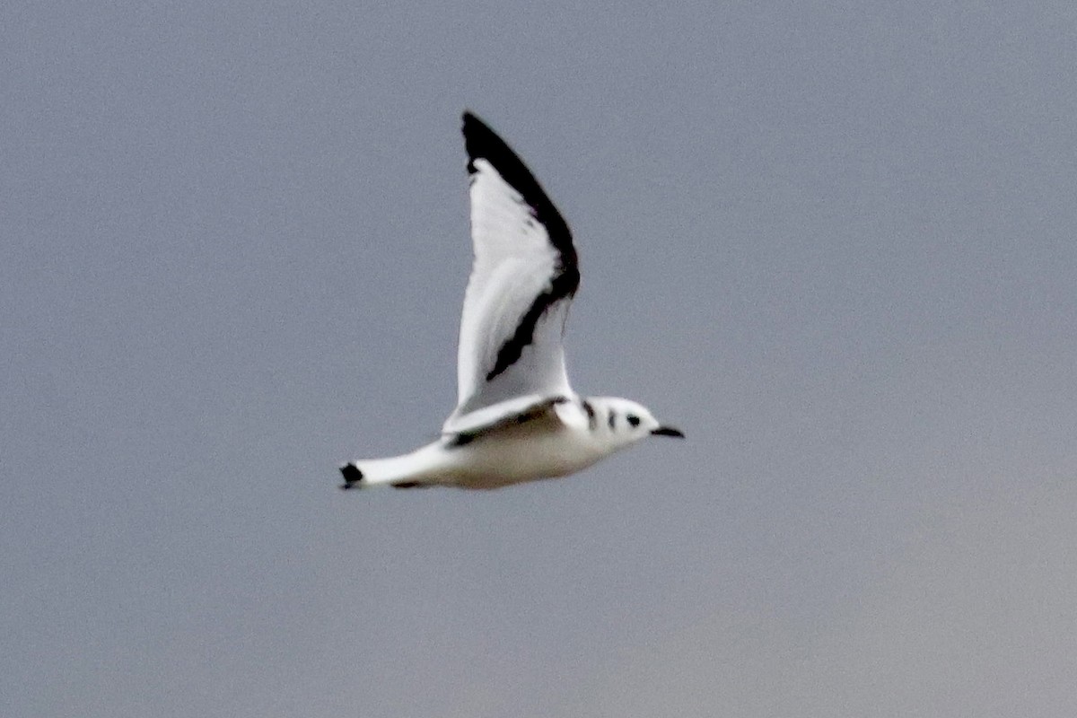 Black-legged Kittiwake - Jim Smallwood