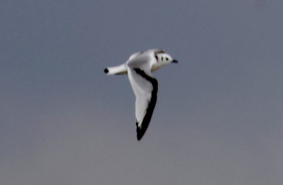 Black-legged Kittiwake - Jim Smallwood