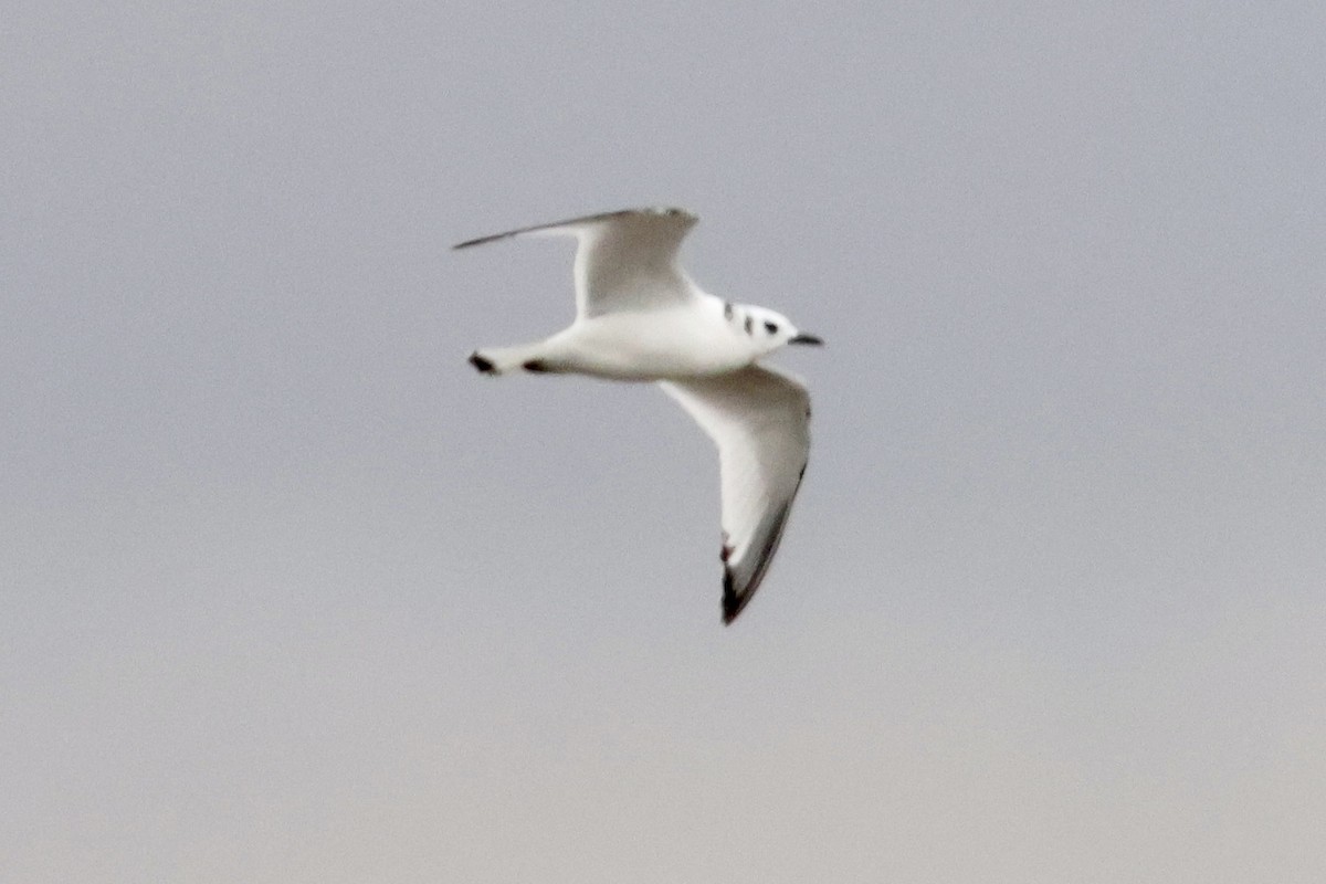 Black-legged Kittiwake - Jim Smallwood